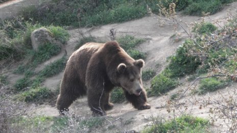 Мечокът Костадин от Добрич се събуди, чака пролетта