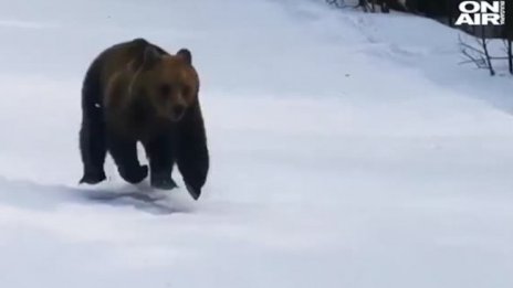 Мече подгони ски инструктор на писта в Румъния 