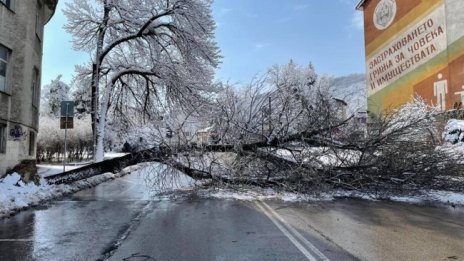 Паднало дърво блокира централна улица в Шумен