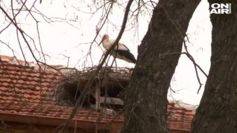 Тревожно: Умишлено умъртвяват щъркели в Белозем