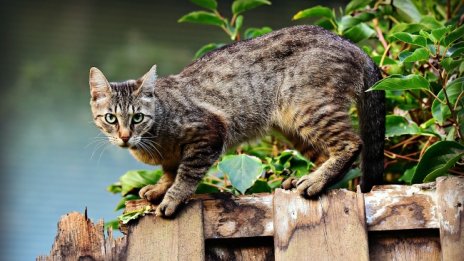 Котките обичат не само истинските кутии, но и въображаеми 