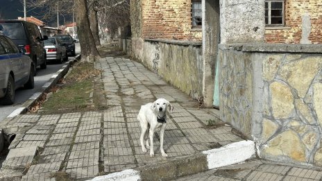 Майката на изчезналия Ники не иска кучето, търсят му нов дом 