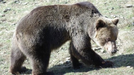 Затварят парка за танцуващи мечки в Белица заради нападнатата жена