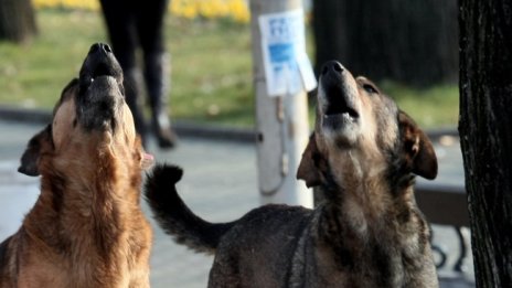 Бездомни кучета в Самоков - проблемът е от години и се задълбочава