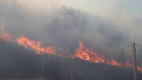 Пожар изпепели 85 декара широколистна гора в село Шишенци