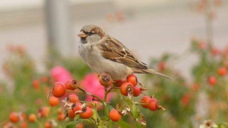 Отново броим врабчетата, включете  се 