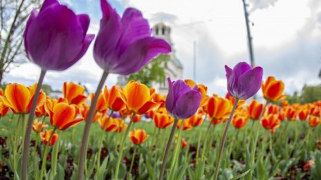 Седмицата започва със слънчево време