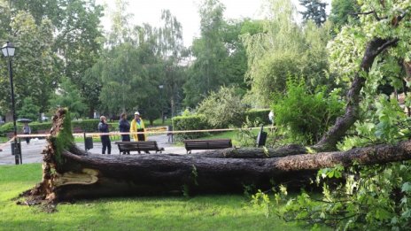 Дърво падна пред Народния театър, рани момиче