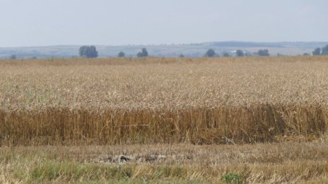 ООН намалява дажбата за бежанци наполовина