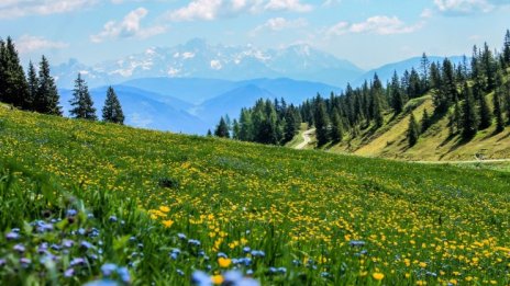 Откриха баба и внуче, загубили се в гора край Батак 