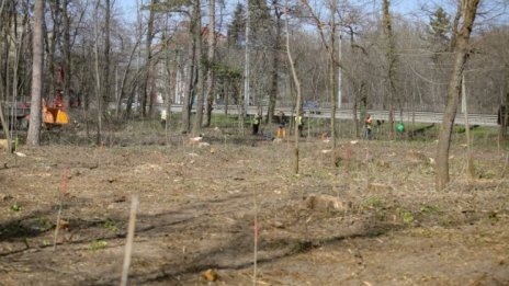 Фандъкова: Незаконна сеч в сърцето на Борисовата градина!