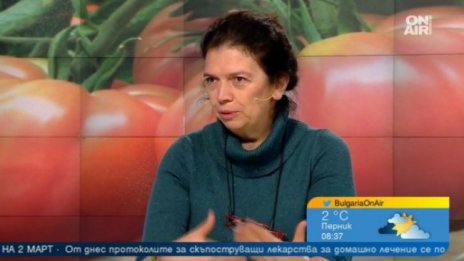 Българският розов домат пред изчезване: Защо се отказваме от родния вкус?