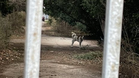 Собственици с куче след забележка: Дръжте си детето вързано на каишка