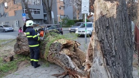 Възрастен мъж е в болница, след като върху него падна дърво в Пловдив