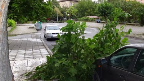 Жена е с 15 шева на главата, ударил я клон на опасно дърво