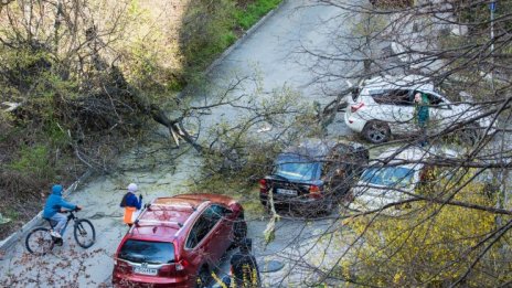 Дърво падна върху автомобил в столичния ж.к. "Изгрев"