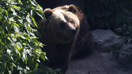 Протест в Италия за освобождаване на мечка, убила млад мъж