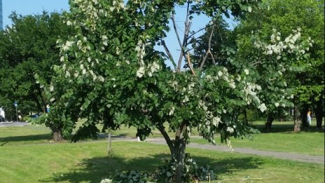 Летни сигнали: Обрулена липа, лошо поддържани зелени площи...