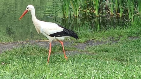 Откриха пет мъртви бели щъркели край русенско село