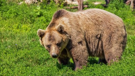 Мечки слизат при хората в габровски села в търсене на храна