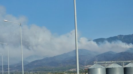 Зехтинът в Гърция поскъпва драстично след пожарите