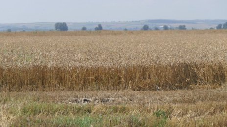 Унгария се споразумяла: Забраната за внос на зърно в Румъния, Словакия и България продължава