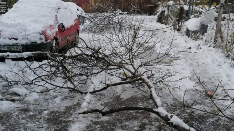 Вашите сигнали след снега: Паднали дървета, скъсани кабели, заледени тротоари