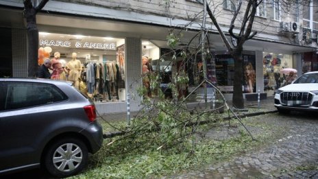 Над половината сигнали за паднали клони в София все още чакат 