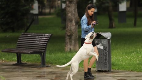 Проверяват кучкарите в София, глобяват наред