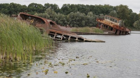 Чернобилските вълци рак не ги лови, ще ни помогнат ли?