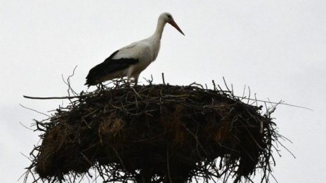 Първият щъркел кацна в Хасковско, избра си село Подкрепа