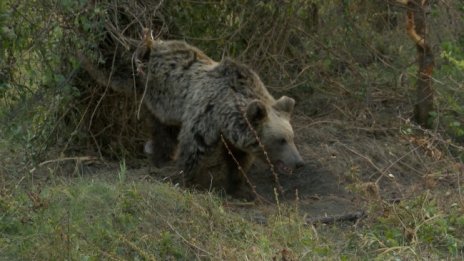 В Смолян тръгват на лов за мечка стръвница