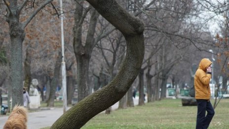 Гъсеници с опасен протеин в Стара Загора