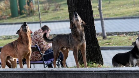 Повече пари за бездомните кучета и приютите