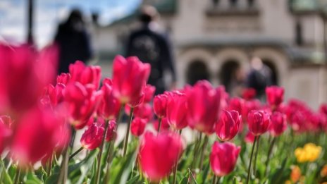 Пролет в града: Цъфнали дървета, цветна красота