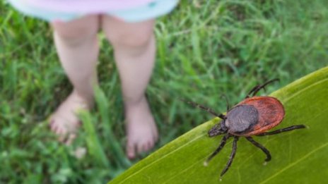 Ужас! Махнаха 15 кърлежа от дете след разходка в Южния парк