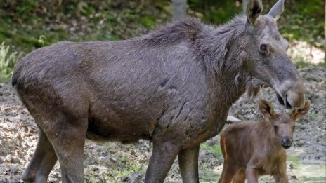 Женски лос уби мъж в Аляска, опитал се да снима малките й