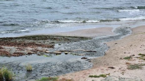 Токсични водорасли са открити по бреговете на Черно море в Румъния