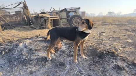 Изпомпват водата от басейн, за да гасят пожара в с. Воден 