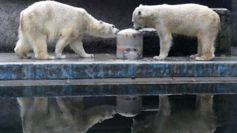 Полярна мечка се удави след груба игра в зоопарк в Канада