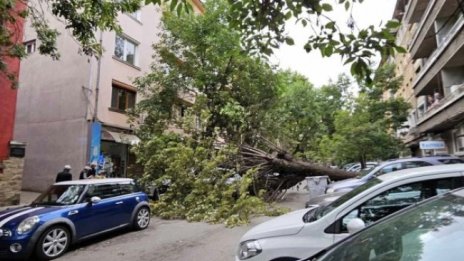 Огромно дърво падна на централна улица в София, няма пострадали