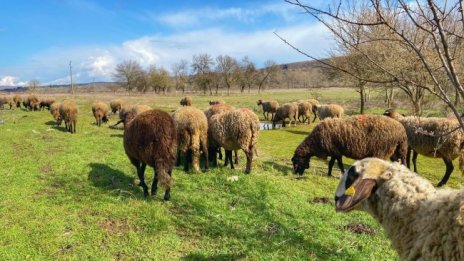 БАБХ: Няма чума по дребните преживни животни в България