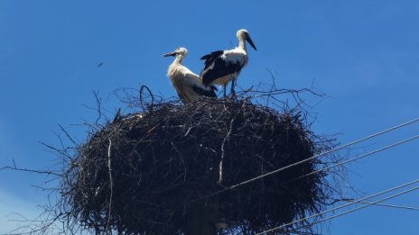 Отлетели щъркели се завърнаха в гнездата си