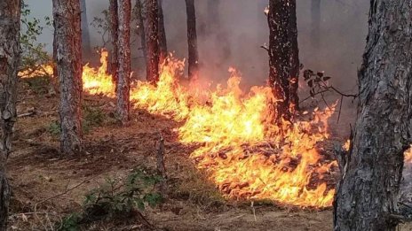 Загасиха пожара в Стара планина под връх Ком