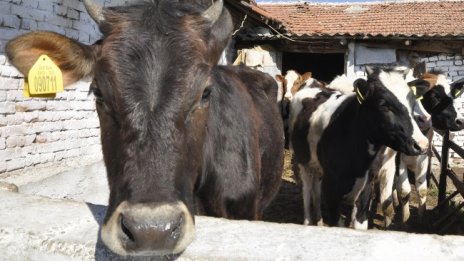 На браздата: 47 крави, затворени в камион, 6 дни стоят между България и Турция