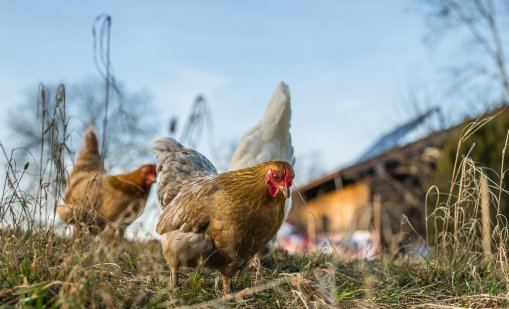 Трето огнище на птичи грип в Пловдивска област