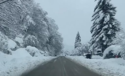 Огромен бор се срути на пътя Самоков - Боровец