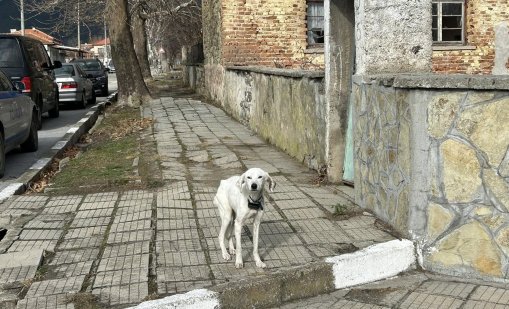 Майката на изчезналия Ники не иска кучето, търсят му нов дом 