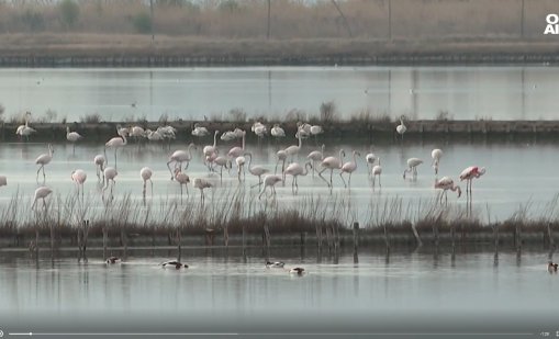 Розово фламинго радва посетителите на Поморийското езеро