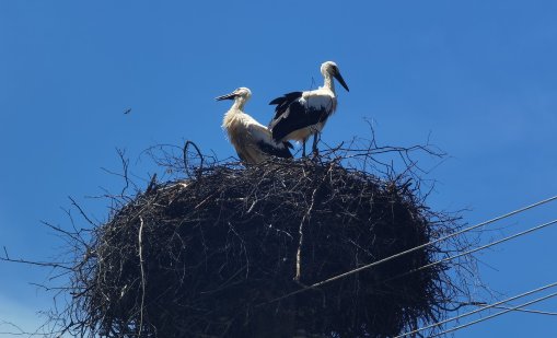 Радост! Първите щъркели вече пристигнаха в Петричко 